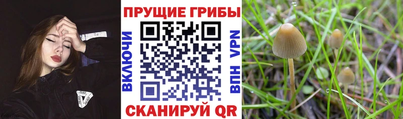 дарнет шоп  kraken зеркало  Псилоцибиновые грибы Psilocybe  Ленинск-Кузнецкий 